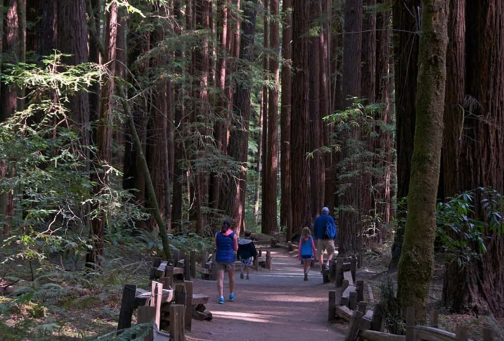 Hikers hiking along Armstrong Redwoods trail