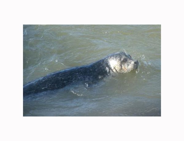 Seal