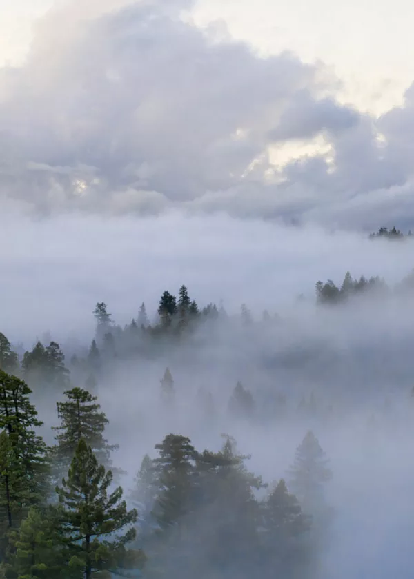 Aerial view of fog encompassing a section of redwoods