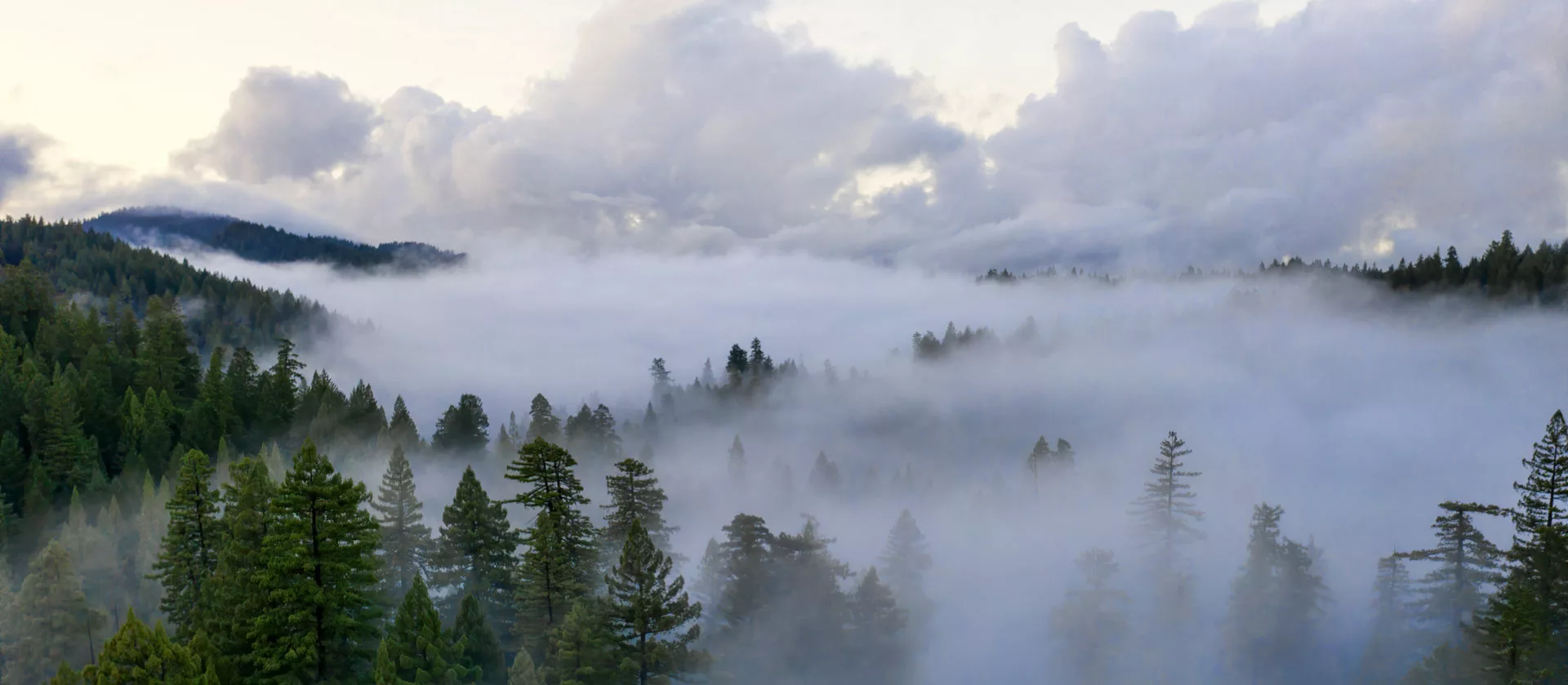 Aerial view of fog encompassing a section of redwoods